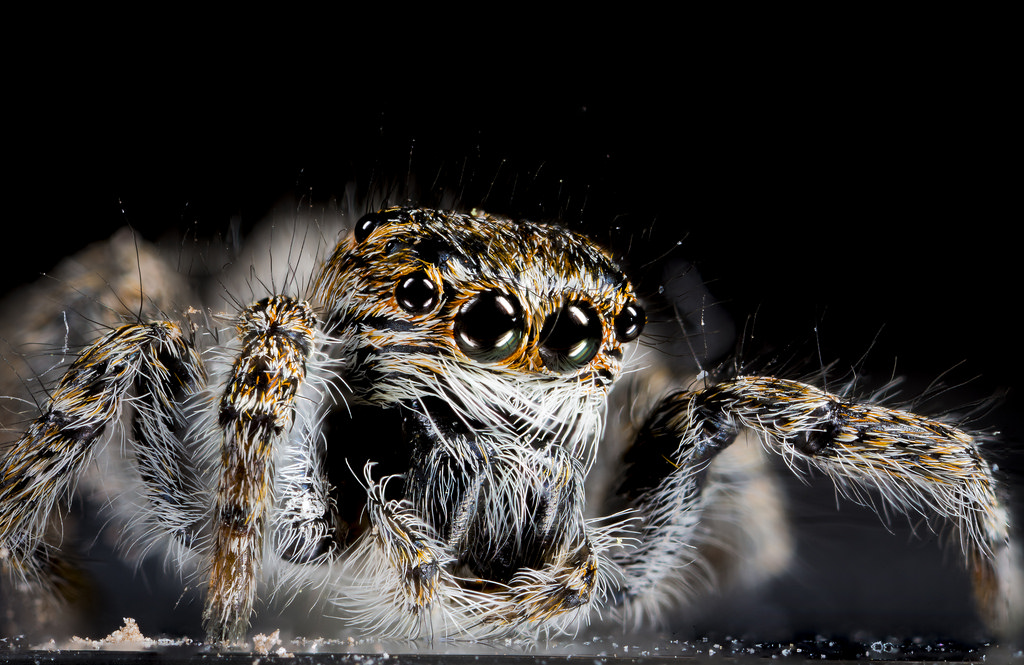 Makro Fotoğrafçılık Nedir, Nasıl Çekilir?
